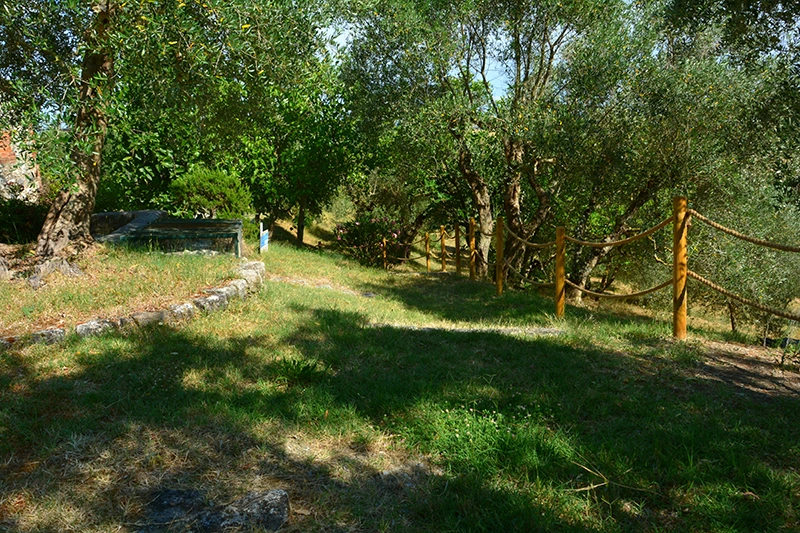 asciano olive grove poggio il poderuccio tuscany