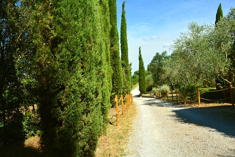 bnb vicino siena poggio il poderuccio