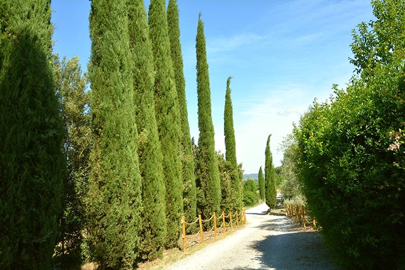 paessaggio toscano poggio il poderuccio bnb