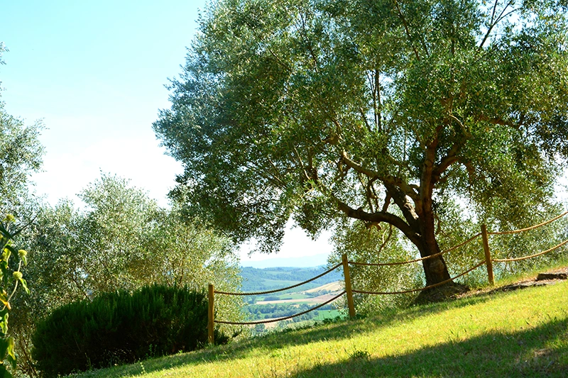 poggio il poderuccio giardino ulivi