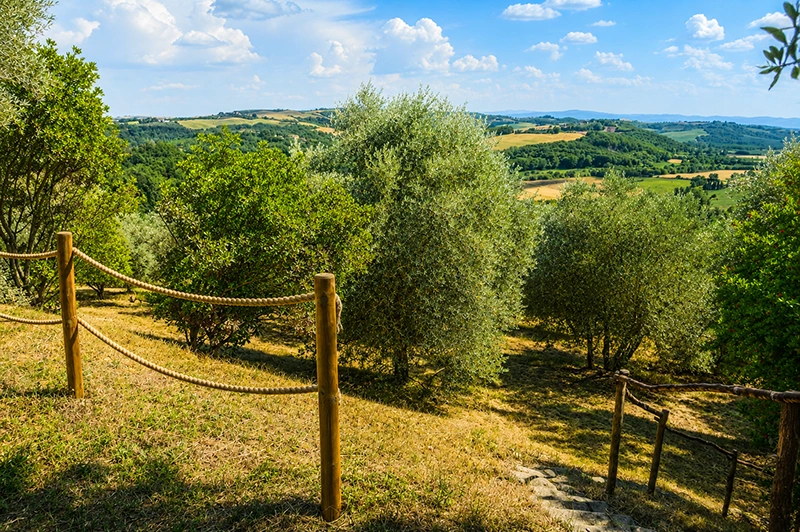 ulivi toscana asciano vicino siena